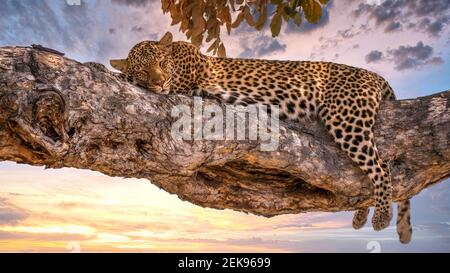 Ein Leopard (Panthera pardus) schläft auf einem Baum Zweig in Botswana, mit der Sonne im Hintergrund untergehen. In Savute, Chobe National Park. Stockfoto