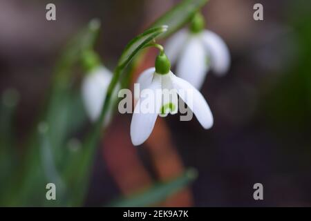 Galanthus - Schneeglöckchen im Bett als Nahaufnahme Stockfoto