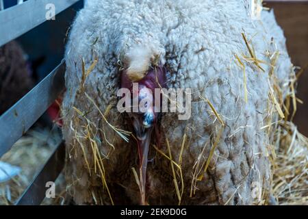 GRAFISCHER INHALT: East Lothian, Schottland, Großbritannien, 23rd. Februar 2021. Lammgeburt: Ein schwangeres Shetland-Mutterschaf in Briggs Shetland Lamm gebiert. Dieses Mutterschaf begann heute Morgen spät zu arbeiten und brachte eine Stunde später ein Lamm zur Welt. Die vorderen Hufe und die Nase des Lammbabys sind sichtbar Stockfoto