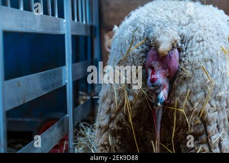 GRAFISCHER INHALT: East Lothian, Schottland, Großbritannien, 23rd. Februar 2021. Lammgeburt: Ein schwangeres Shetland-Mutterschaf in Briggs Shetland Lamm gebiert. Dieses Mutterschaf begann heute Morgen spät zu arbeiten und brachte eine Stunde später ein Lamm zur Welt. Die vorderen Hufe und die Nase des Lammbabys sind sichtbar Stockfoto