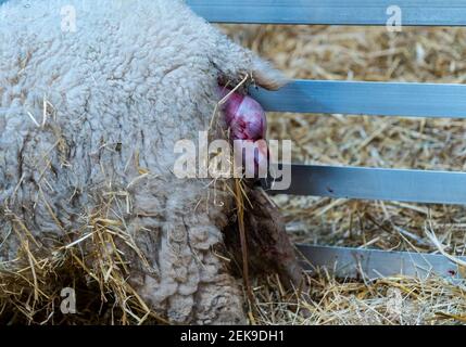 GRAFISCHER INHALT: East Lothian, Schottland, Großbritannien, 23rd. Februar 2021. Lammgeburt: Ein schwangeres Shetland-Mutterschaf in Briggs Shetland Lamm gebiert. Dieses Mutterschaf begann heute Morgen spät zu arbeiten und brachte eine Stunde später ein Lamm zur Welt. Der Kopf des Lammes taucht auf Stockfoto