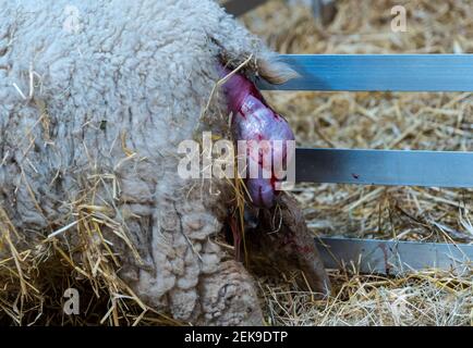 GRAFISCHER INHALT: East Lothian, Schottland, Großbritannien, 23rd. Februar 2021. Lammgeburt: Ein schwangeres Shetland-Mutterschaf in Briggs Shetland Lamm gebiert. Dieses Mutterschaf begann heute Morgen spät zu arbeiten und brachte eine Stunde später ein Lamm zur Welt. Der Kopf des Lammes taucht auf Stockfoto