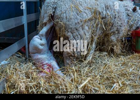 GRAFISCHER INHALT: East Lothian, Schottland, Großbritannien, 23rd. Februar 2021. Lammgeburt: Ein schwangeres Shetland-Mutterschaf in Briggs Shetland Lamm gebiert. Dieses Mutterschaf begann heute Morgen spät zu arbeiten und brachte eine Stunde später ein Lamm zur Welt. Das Lamm wird geboren Stockfoto