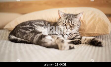 Die Katze schläft auf dem Bett. Entspannung. Liebe für Haustiere. Banner. Erholung Stockfoto