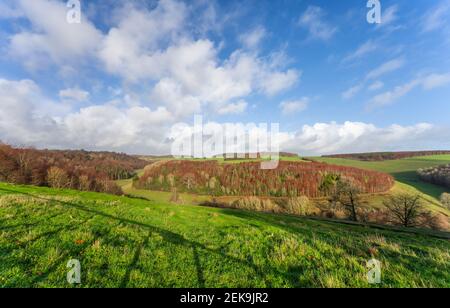 Blick auf den Wald von Box Copse im Arundel Park (Norfolk Estate) in Arundel, West Sussex, England, Großbritannien. Siehe zusätzliche Informationen. Stockfoto