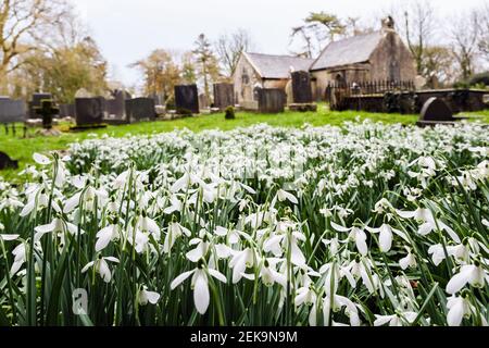 Wilde Schneeglöckchen (Galanthus nivalis) auf dem Kirchhof von Eglwys Llaneugrad kleine alte Kirche St. Eugrad. Marianglas, Isle of Anglesey, Wales, Großbritannien Stockfoto