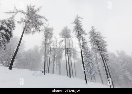 Gefrorene Bäume im Wald Stockfoto