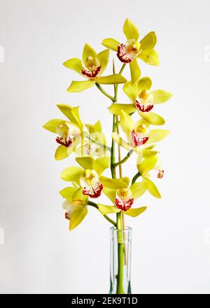 Gelbe Orchideenblüten, Cymbidium Ensifolium, in Glasvase, auf weißem Hintergrund. Ausschneiden. Stockfoto