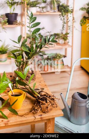 Zamioculcas Zamiifolia Pflanze und Kaffeetasse auf dem Tisch zu Hause Stockfoto