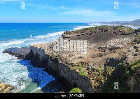 Blick auf die Gannetkolonie bei Muriwai, Neuseeland Stockfoto