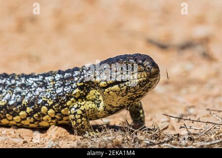 Porträt des Blauzungenskinks (Tiliqua rugosa) Stockfoto