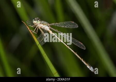 Deutschland, Bayern, Chiemgau, Nahaufnahme der kleinen Smaragdspreize (Lestes virens) Damselfliege im Tau Stockfoto