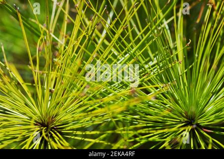 Nahaufnahme der Cyperus Papyrus-Pflanze Stockfoto