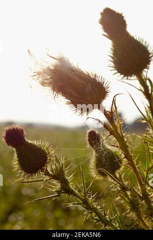 Nahaufnahme der Disteln in einem Feld Stockfoto
