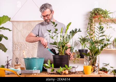 Mann mit Kelle beim Topfen Zamioculcas Zamiifolia Pflanze in Blume Topf, während Sie zu Hause stehen Stockfoto