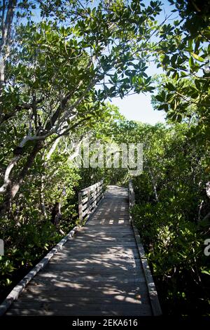 Mangrovenbäume entlang einer Promenade, Mangrovenpfad, John Pennekamp Coral Reef State Park, Key Largo, Florida Keys, Florida, USA Stockfoto