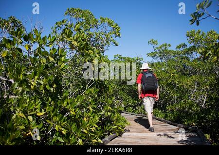 Wandern auf einer Promenade, Mangrove Trail, John Pennekamp Coral Reef State Park, Key Largo, Florida Keys, Florida, USA Stockfoto