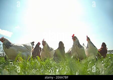 Freilaufende Hühner grasen auf dem Feld Stockfoto