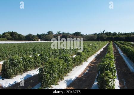 Tomatenpflanzen in einem Feld, Homestead, Miami Dade County, Florida, USA Stockfoto