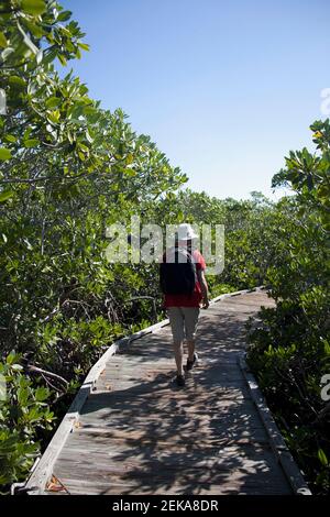 Wandern auf einer Promenade, Mangrove Trail, John Pennekamp Coral Reef State Park, Key Largo, Florida Keys, Florida, USA Stockfoto