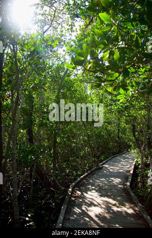 Mangrovenbäume entlang einer Promenade, Mangrovenpfad, John Pennekamp Coral Reef State Park, Key Largo, Florida Keys, Florida, USA Stockfoto
