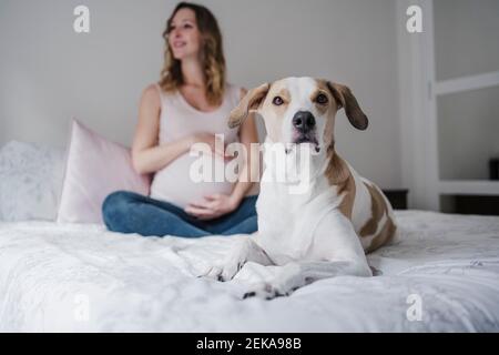 Hund auf dem Bett sitzend, während schwangere Frau im Hintergrund kontemplierend Zu Hause Stockfoto