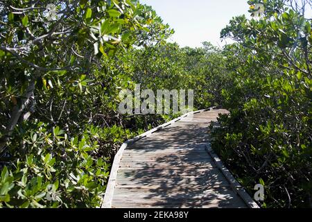 Mangrovenbäume entlang einer Promenade, Mangrovenpfad, John Pennekamp Coral Reef State Park, Key Largo, Florida Keys, Florida, USA Stockfoto