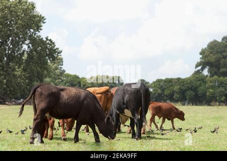 Kühe in einem Feld Stockfoto