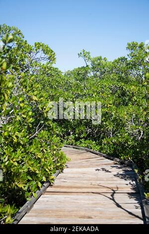 Mangrovenbäume entlang einer Promenade, Mangrovenpfad, John Pennekamp Coral Reef State Park, Key Largo, Florida Keys, Florida, USA Stockfoto