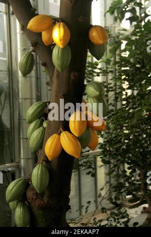 Kakaofrüchte am Baum Stockfoto