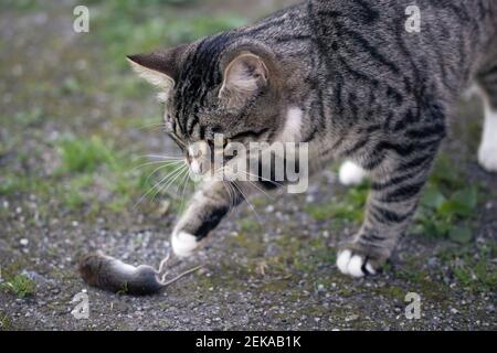 Grau gestreifte junge Katze fängt eine Maus im Hof. Stockfoto