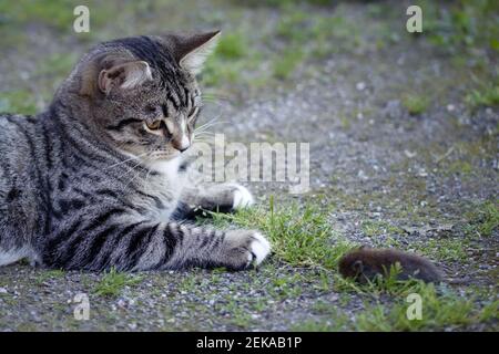 Grau gestreifte junge Katze liegt im Hof mit einer gefangenen Maus. Stockfoto