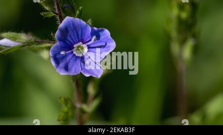 Kleiner blauer Blütenwald Veronica chamaedrys, Nahaufnahme, vertikal, Banner. Stockfoto