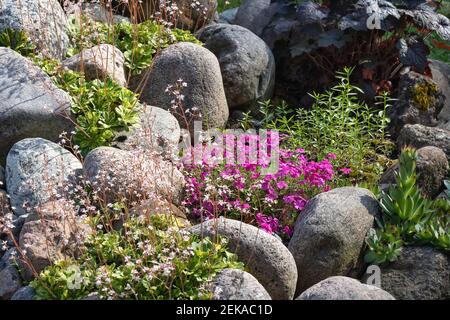 Verschiedene mehrjährige Pflanzen in einem kleinen Steingarten in einem Sommergarten. Stockfoto