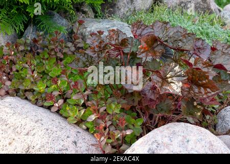 Verschiedene mehrjährige Pflanzen in einem kleinen Steingarten in einem Sommergarten. Stockfoto