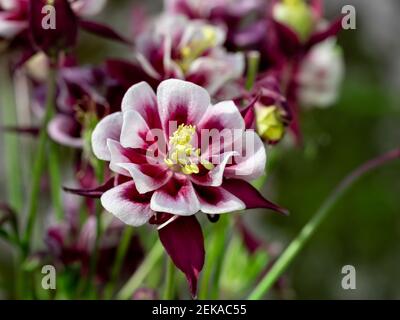 Mehrjährige Pflanze Aquilegia vulgaris mit blauen Blüten auf einem verschwommenen Hintergrund. Stockfoto