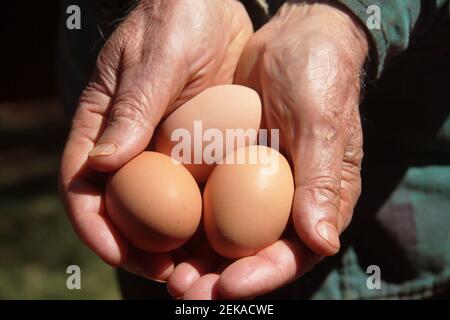 Person, die frische Eier in den Händen hält Stockfoto