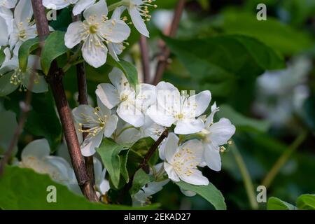 Zarte weiße Blüten und grüne Blätter von Philadelphus Zierpflanze, bekannt als süße Mock Orange oder Englisch Dogwood. Stockfoto