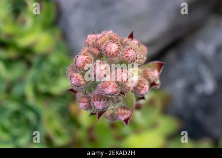 Blüte einer immergrünen Bodendeckenpflanze Sempervivum, bekannt als Houseleek in Steingarten. Stockfoto