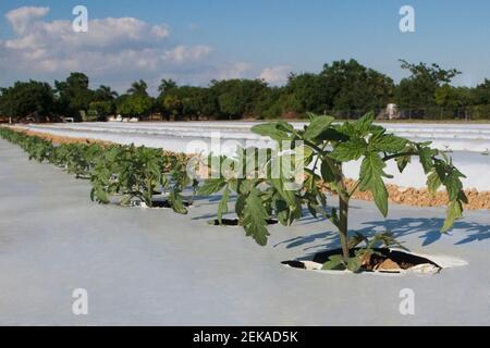 Tomatenpflanzen in einem Feld, Homestead, Miami Dade County, Florida, USA Stockfoto