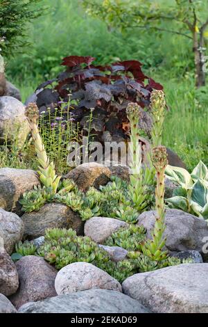 Blühende immergrüne Bodendeckenpflanze Sempervivum bekannt als Houseleek in Steingarten, vertikales Bild. Stockfoto