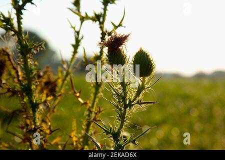 Nahaufnahme der Disteln in einem Feld Stockfoto