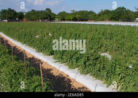 Tomatenpflanzen in einem Feld, Homestead, Miami Dade County, Florida, USA Stockfoto