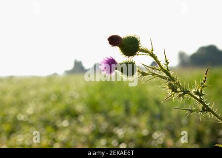 Nahaufnahme der Disteln in einem Feld Stockfoto