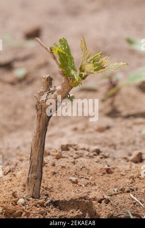 Nahaufnahme einer neu bepflanzten Rebsorte, Fatima Valley, Chilecito, Provinz La Rioja, Argentinien Stockfoto