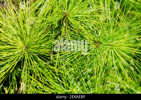 Nahaufnahme der Cyperus Papyrus-Pflanze Stockfoto