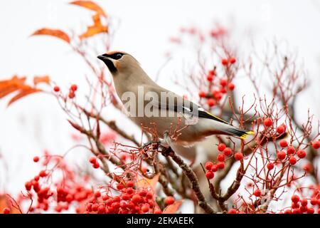 Großbritannien, Schottland, Böhmischer Wachsflügel (Bombycilla garrulus), der auf einem Ebereschen-Baum steht Stockfoto