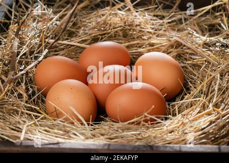 Mehrere rohe frische Hühnereier in einem Heu-Nest auf einem hölzernen Hintergrund. Stockfoto