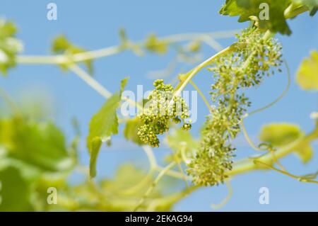 Trauben hängen von einem Weinstock, Fatima Tal, Chilecito, La Rioja Provinz, Argentinien Stockfoto