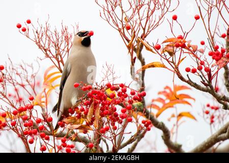 Großbritannien, Schottland, Bohemian Waxwing (Bombycilla garrulus) füttert Vogelbeeren Stockfoto